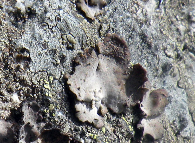 Altro Dermatocarpon su roccia silicea?